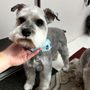 Scruffy to Fluffy Grooming