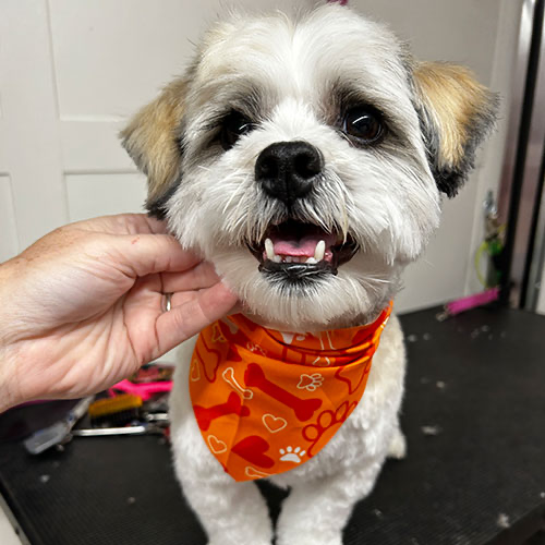 Dog groomed by GingerSnips LLC