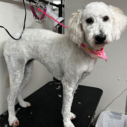 Dog groomed by GingerSnips LLC
