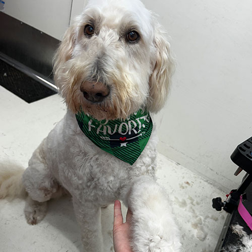 Dog groomed by GingerSnips LLC