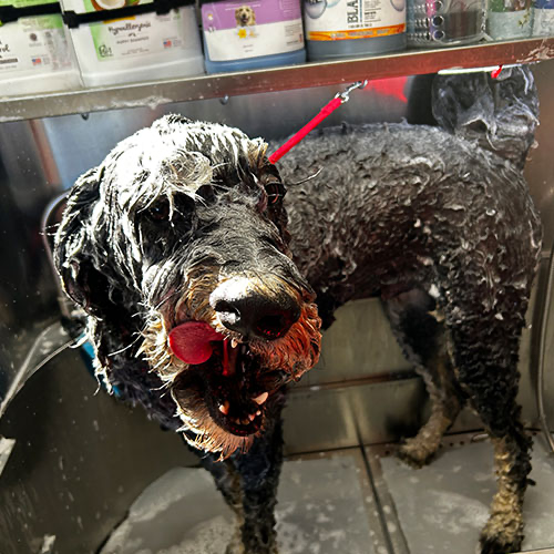 Dog groomed by GingerSnips LLC