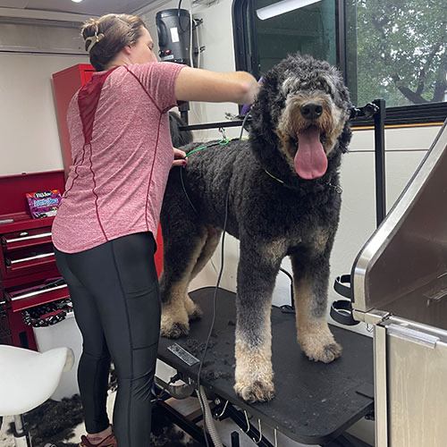 dog-11-geotagged Dog groomed by GingerSnips LLC