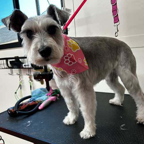 Dog groomed by GingerSnips LLC