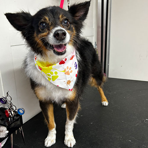 Dog groomed by GingerSnips LLC