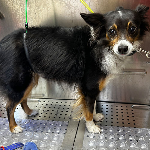 Dog groomed by GingerSnips LLC