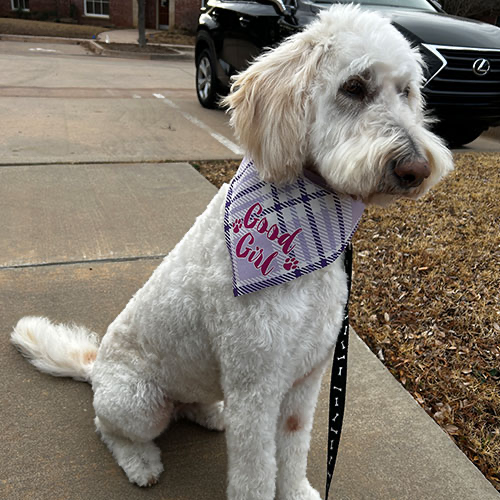 Dog groomed by GingerSnips LLC