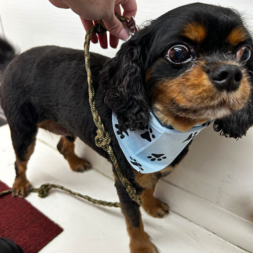 Dog groomed by GingerSnips LLC