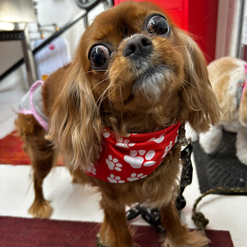 Dog groomed by GingerSnips LLC