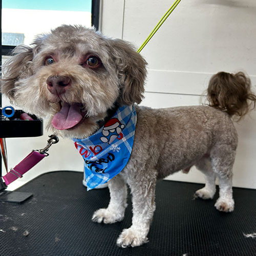 Dog groomed by GingerSnips LLC