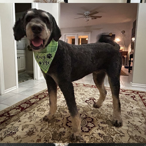 Suds and Style Grooming