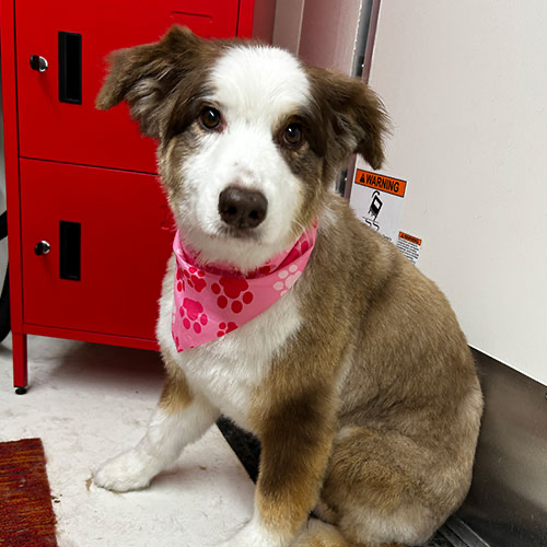 Dog groomed by GingerSnips LLC